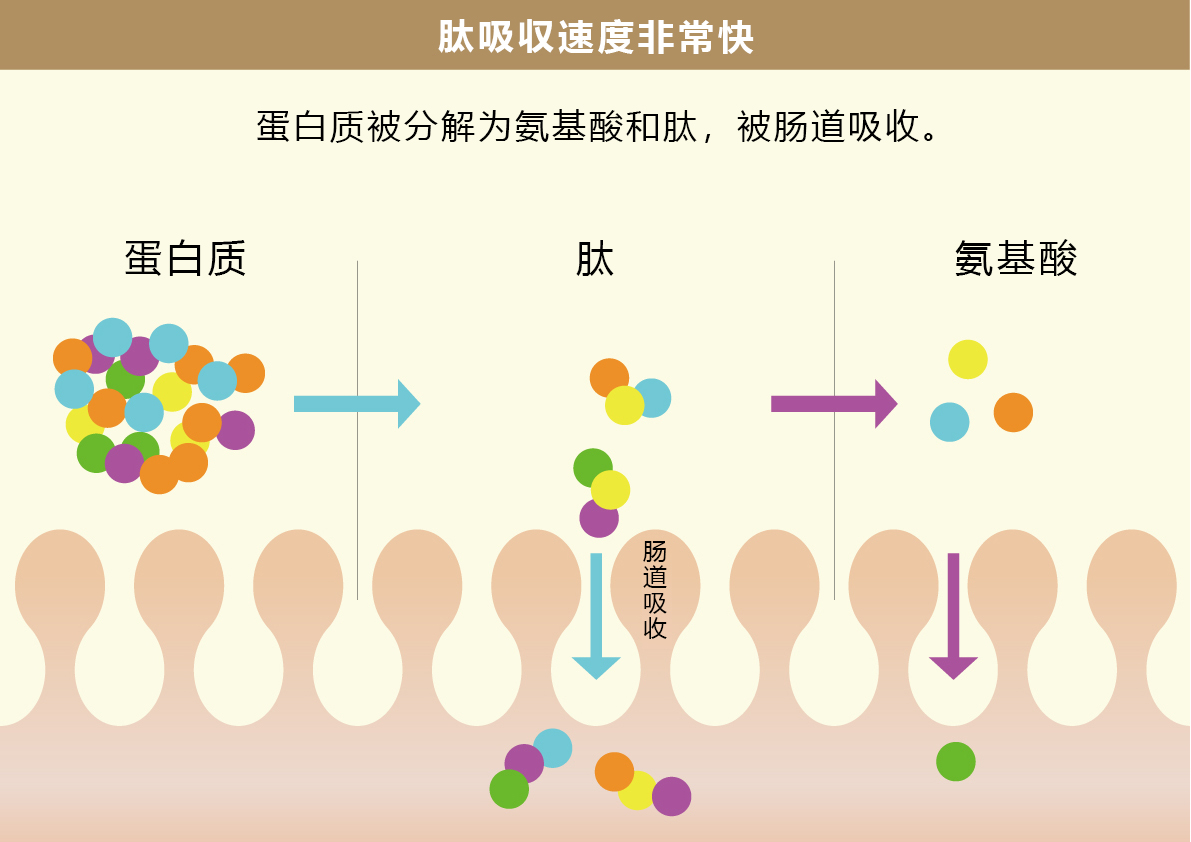 肽吸收速度非常快