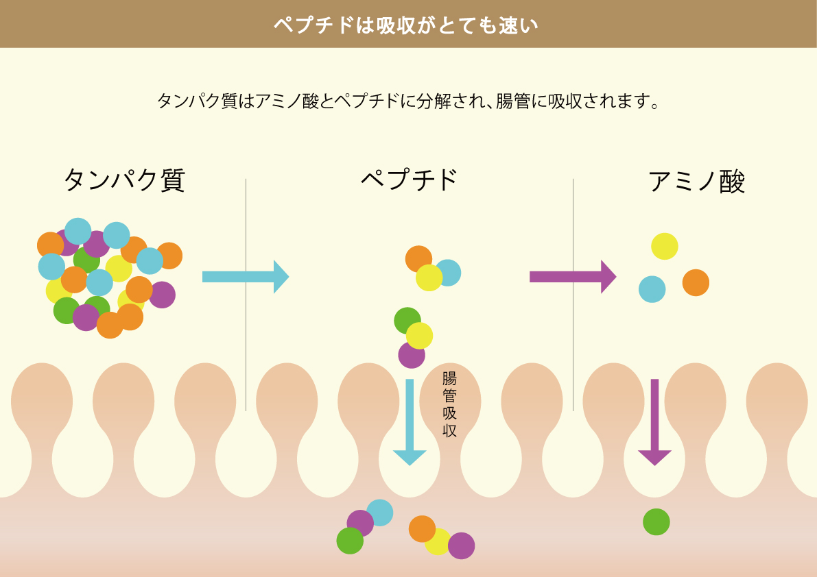 ペプチドのイメージ図